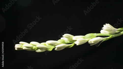Time lapse of  tuberosa flower opening on black background

