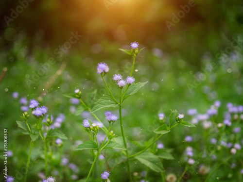 Close up soft violet flower grass.