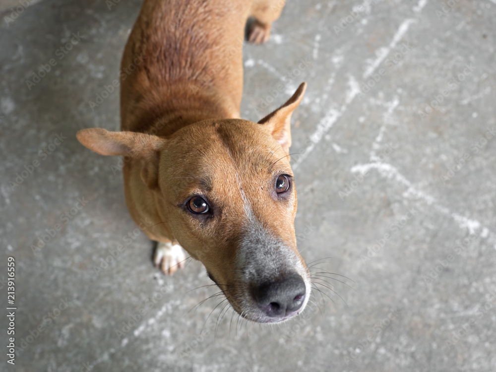 Brown Dog Looking Up at Owner with Pleading Eyes Brown Dog Looking Up at Owner with Pleading Eyes