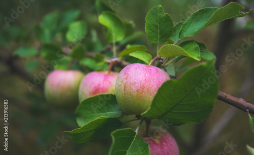 Ripe apples in a fruit summer garden
