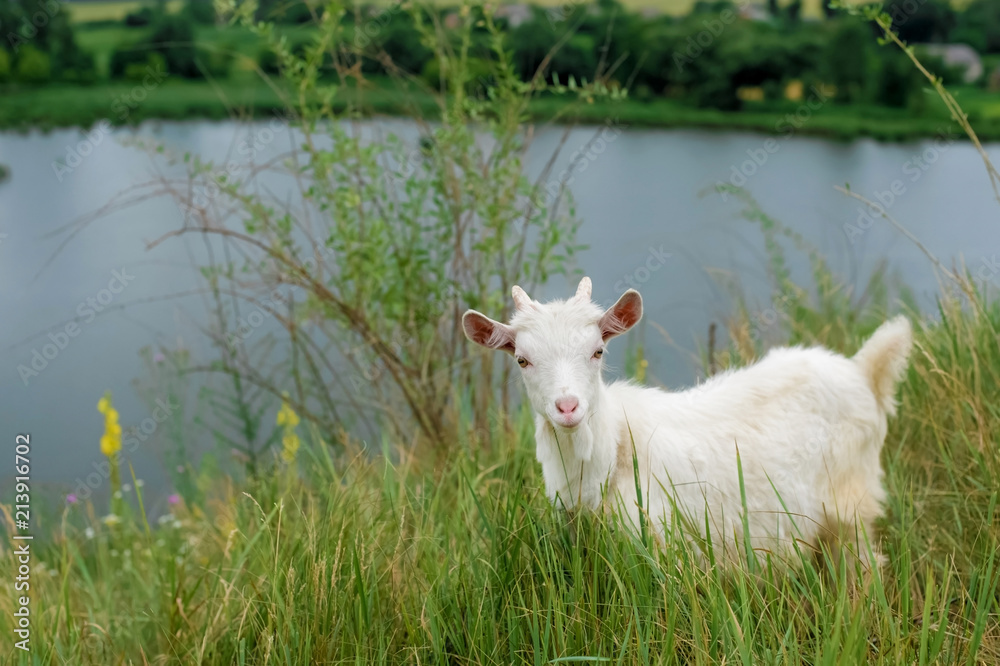 a little white goat on the nature; a young goat on the background of a river; goat on the pasture in a beautiful place
a little white goat on the nature; a young goat on the background of a river; goat on the pasture in a beautiful place