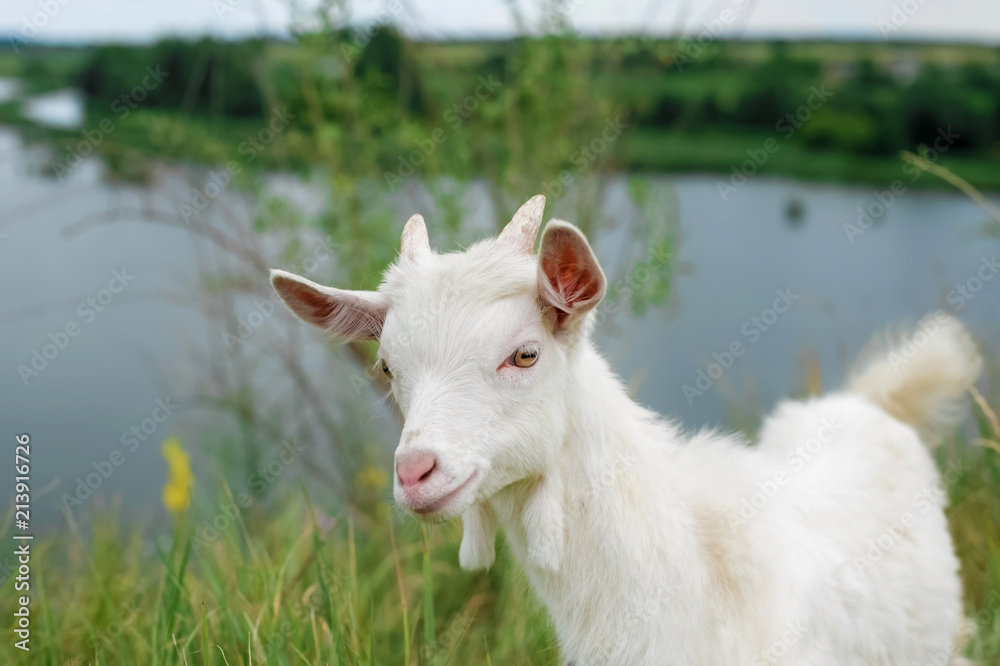 Fototapeta premium a little white goat on the nature; a young goat on the background of a river; goat on the pasture in a beautiful place 