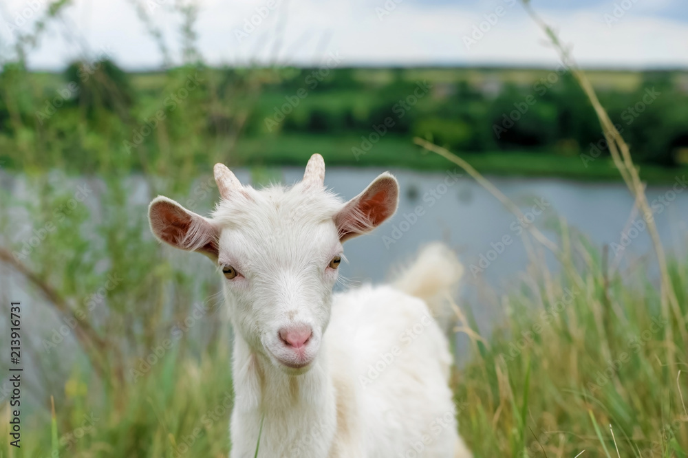 a little white goat on the nature; a young goat on the background of a river; goat on the pasture in a beautiful place
a little white goat on the nature; a young goat on the background of a river; goat on the pasture in a beautiful place