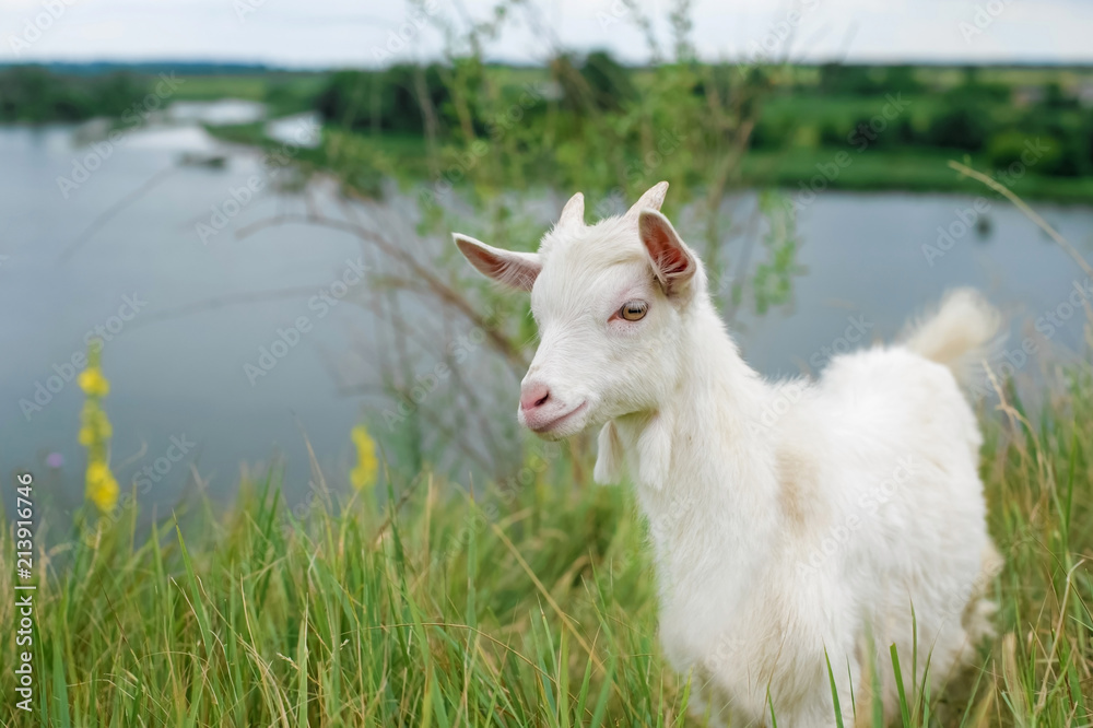 Obraz premium a little white goat on the nature; a young goat on the background of a river; goat on the pasture in a beautiful place 