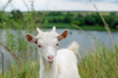 a little white goat on the nature; a young goat on the background of a river;  goat on the pasture in a beautiful place
