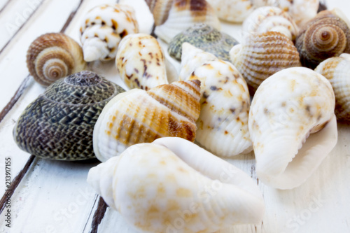 beautiful shells on a light background