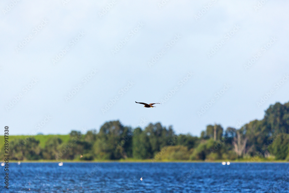 Marsh harrier flying over the lake