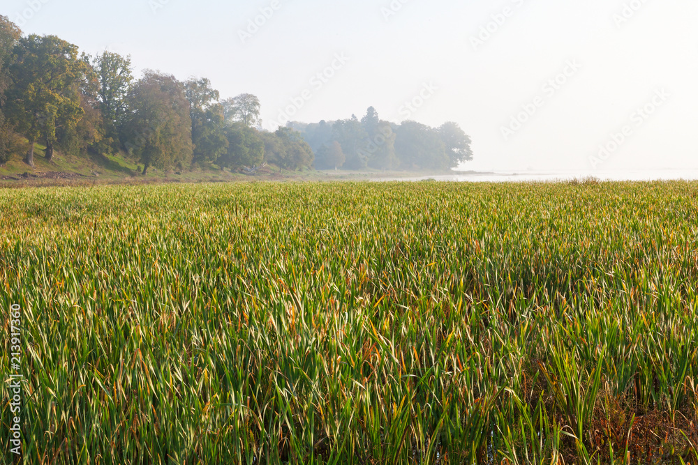 View with bulrush near the lake View with bulrush near the lake