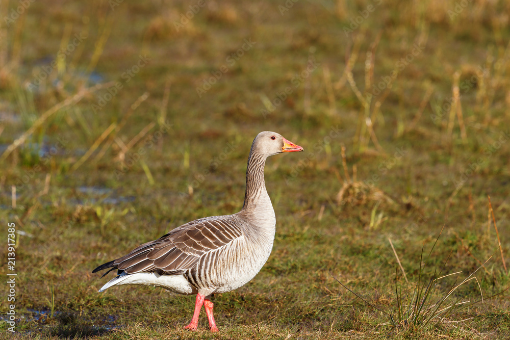 Greylag goose standing on grass meadow Greylag goose standing on grass meadow