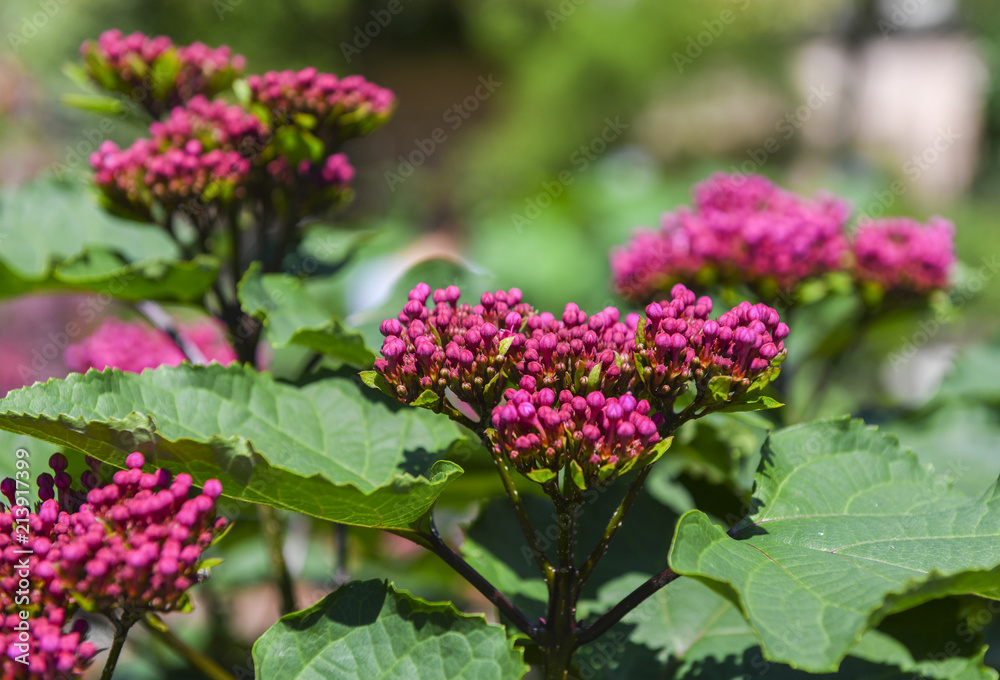 Rose glory bower flower. Clerodendrum bungei Rose glory bower flower. Clerodendrum bungei