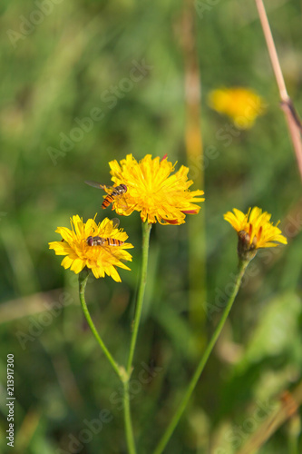 Dandelion with hoverfly on a meadow
