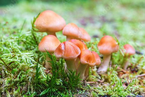 Mushrooms growing in the woods