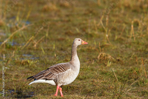 Greylag goose standing on grass meadow