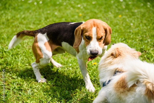 Beagle dog and spitz klein small running and playing together in garden. Summer sunny day outdoor.