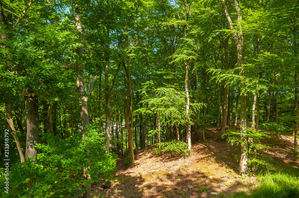 Obraz premium Beech wood at the tree-top walk near Prora