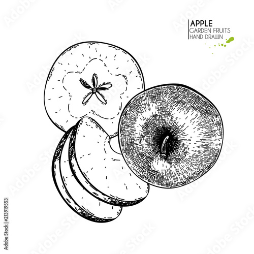 Hand drawn whole, half and sliced apples. Vector engraved illustration. Juicy natural fruit. Food healthy ingredient. For cooking, cosmetic package design, medicinal herb, treating, healt care.