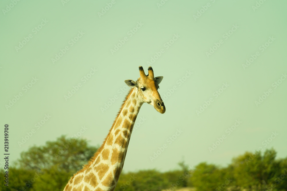 Fototapeta premium Giraffe portraits,