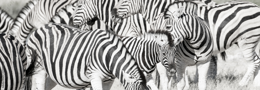 Zebra herd oblong - obrazy, fototapety, plakaty 
