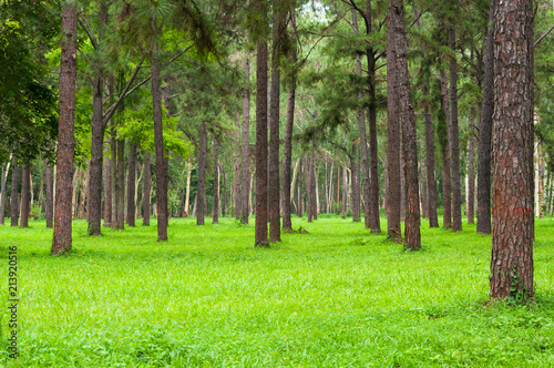 Pine trees  tall green trunks Beautiful Pine trees and green grass for nature background