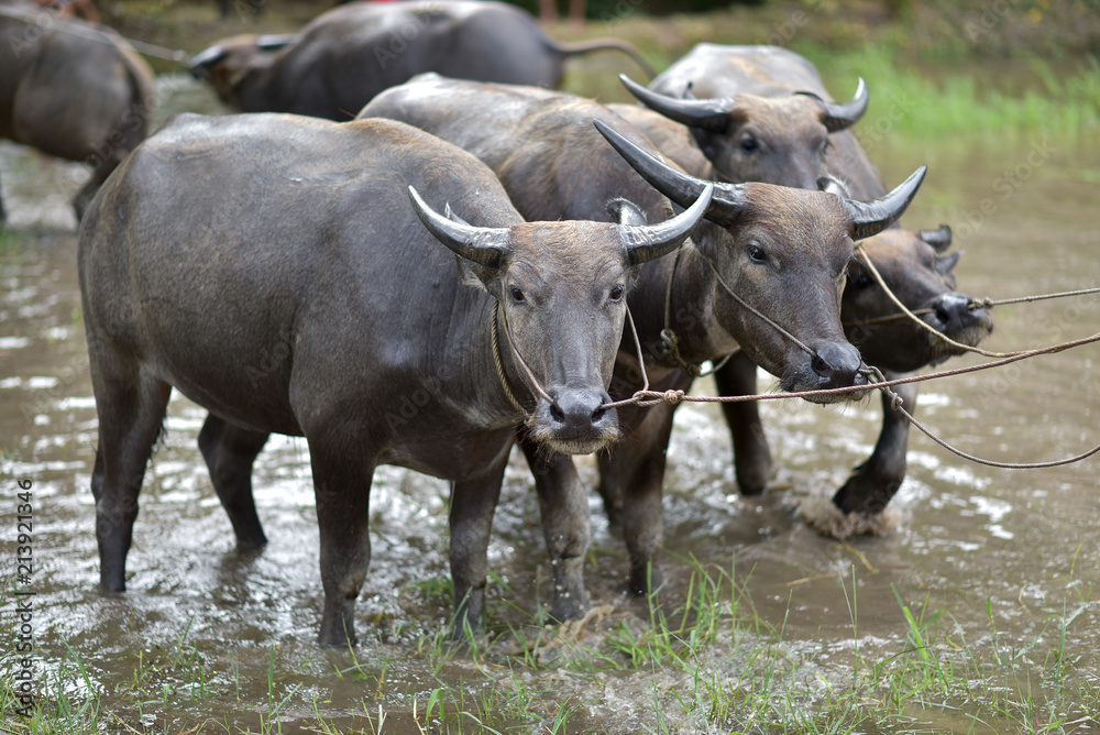 Chonburi buffalo race festival CHONBURI, THAILAND - JULY 15, 2018: Farmer's Game Thailand Chonburi buffalo race festival CHONBURI, THAILAND - JULY 15, 2018: Farmer's Game Thailand