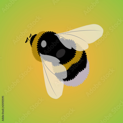 Vector bumbelbee