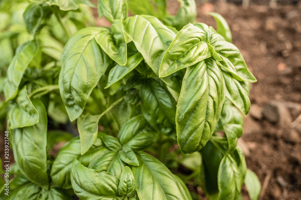 Close-up of a basil plant Close-up of a basil plant