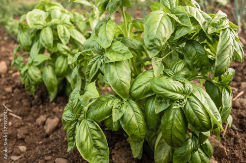 Close-up of a basil plant 
