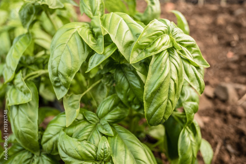 Close-up of a basil plant