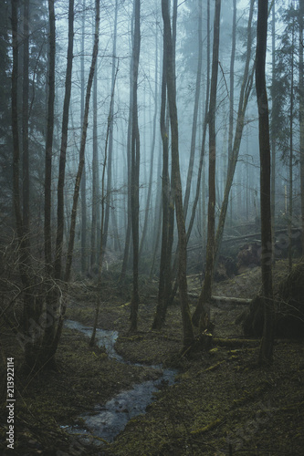 Nebel Wald © quentinburbach