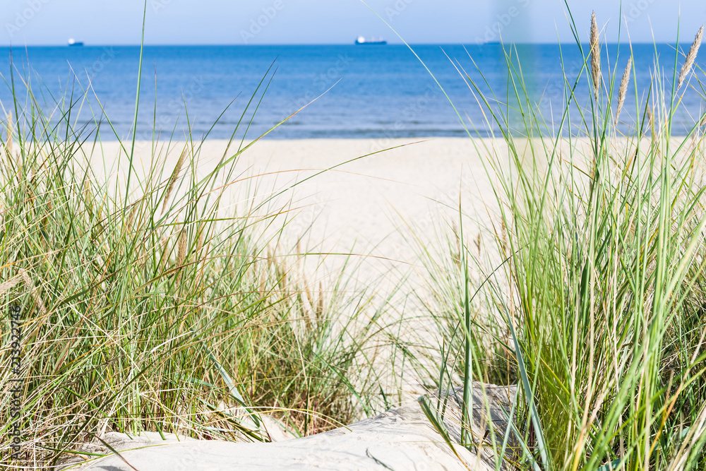 Dune with beach grass in the foreground. Dune with beach grass in the foreground.