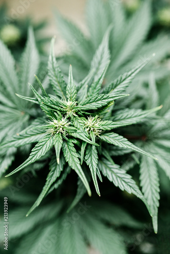 medical marijuana in America, cannabis plant