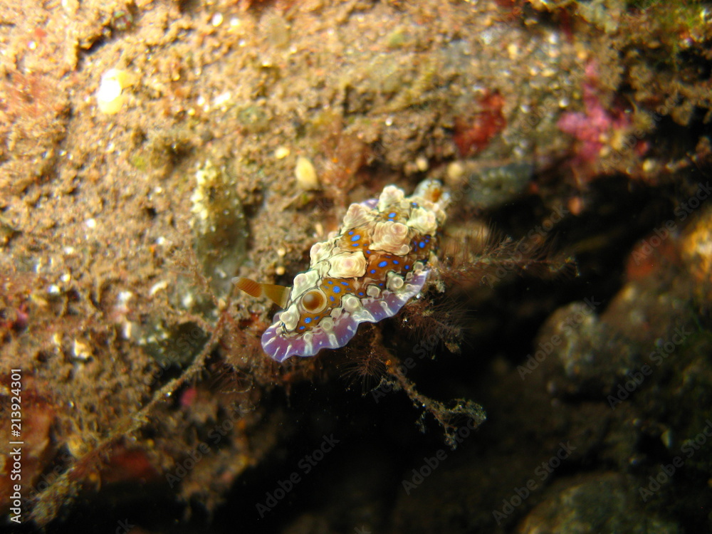 Meeresschnecke Meeresschnecke