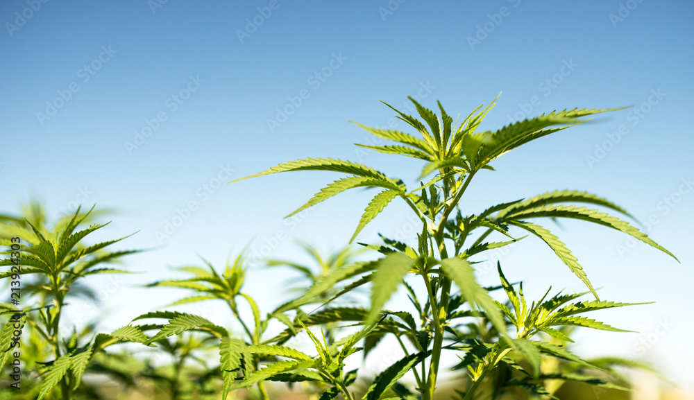 outdoors cannabis leaves against blue sky background outdoors cannabis leaves against blue sky background