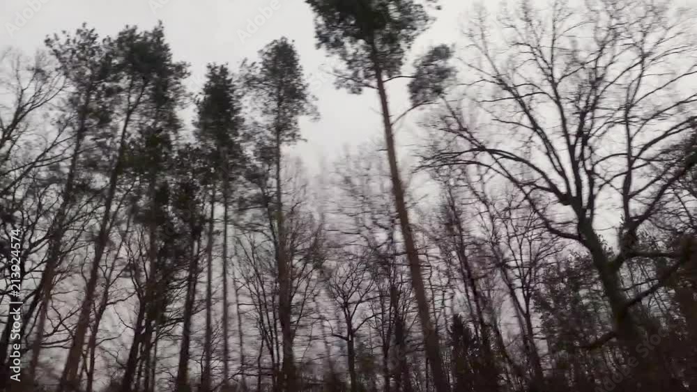 A shot from inside a car driving past the woods. A shot from inside a car driving past the woods.