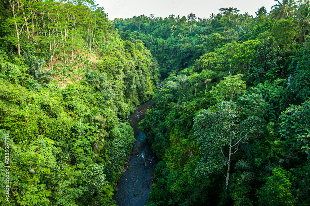 jungle in the tropics, view of the forest and the river from above jungle in the tropics, view of the forest and the river from above