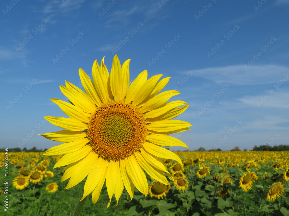 Picturesque sunflowers field and blue sky with clouds. Summer  rural landscape with blooming sunflower in sunny day