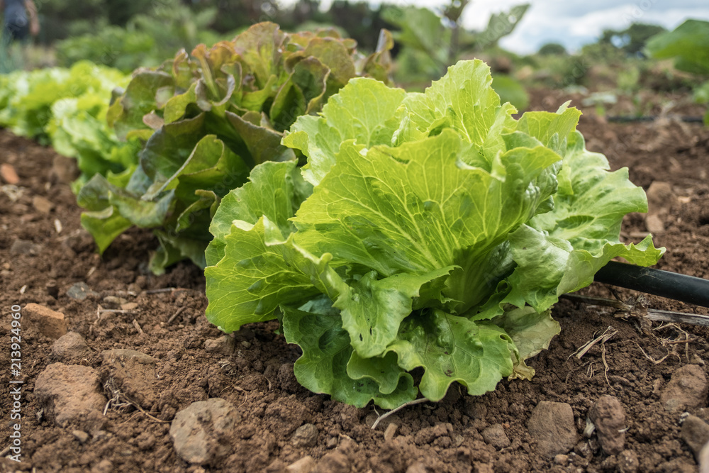 Row of fresh lettuces growing in a vegetable garden Row of fresh lettuces growing in a vegetable garden