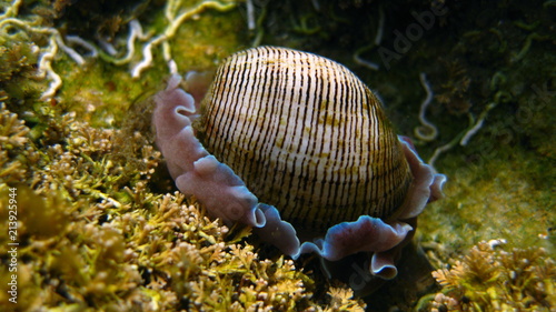 Bubble Snail Rose Petal-Hydatina physis in Sydney, Australia photo