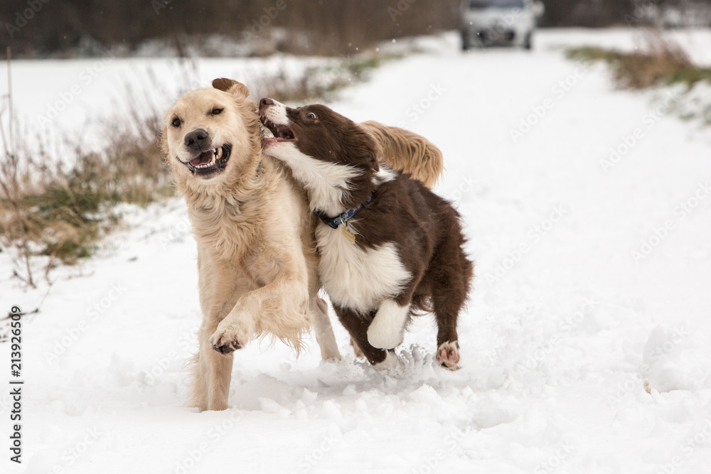 golden retrievers and border collie dogs playing in belgium