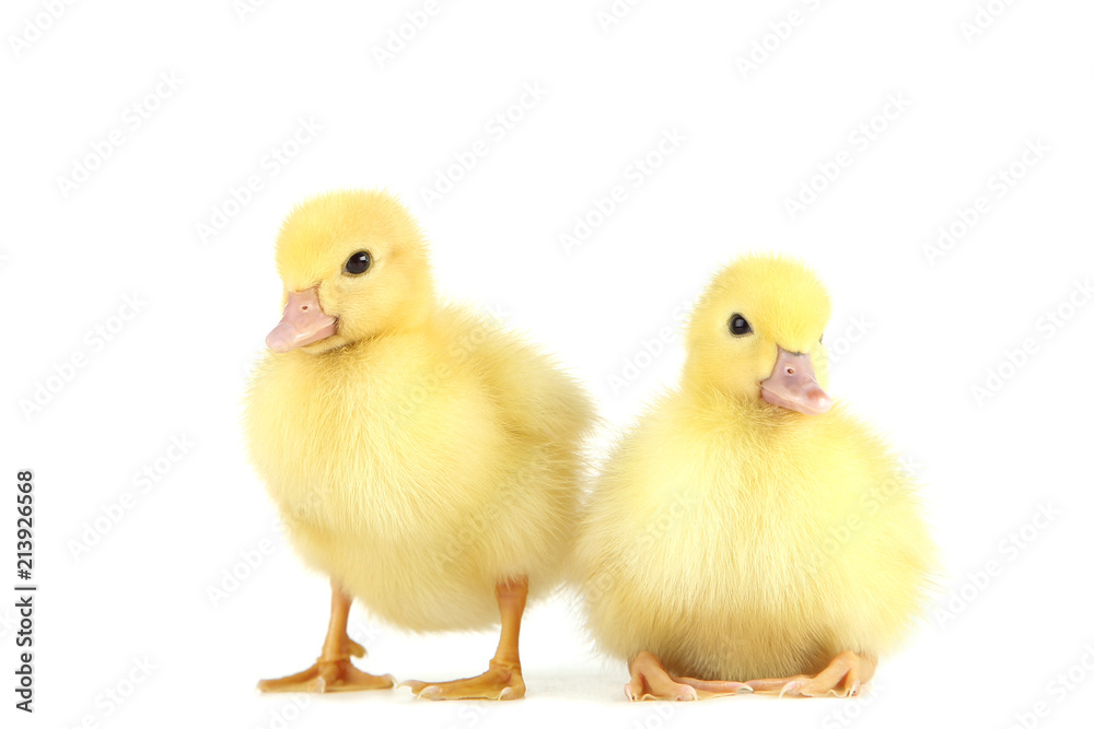 Little yellow ducklings on white background