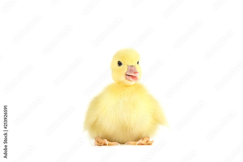 Little yellow duckling on white background Little yellow duckling on white background