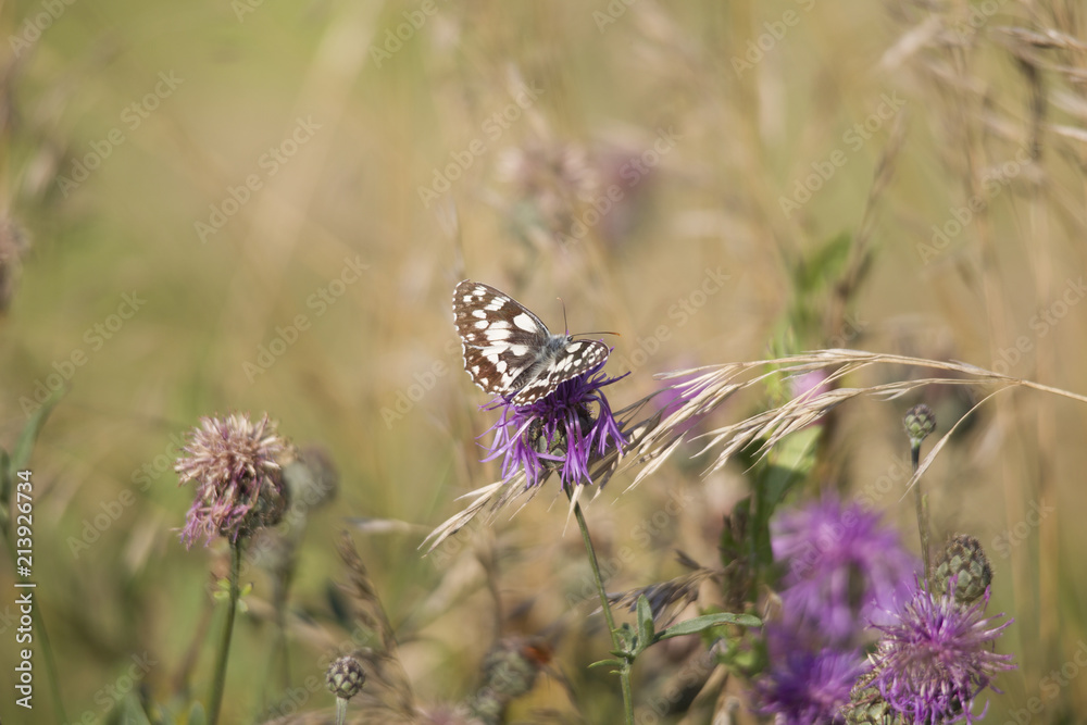 Melanargia galathea on the blossom of a thistle plant Melanargia galathea on the blossom of a thistle plant