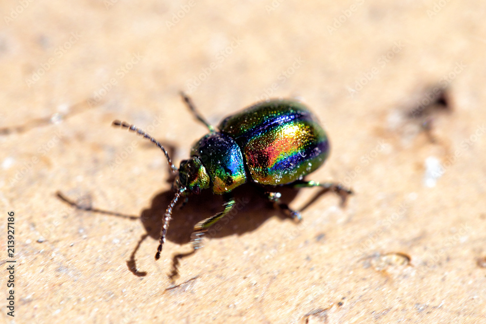 Naklejka premium Mint Beetle. Chrysolina menthastri