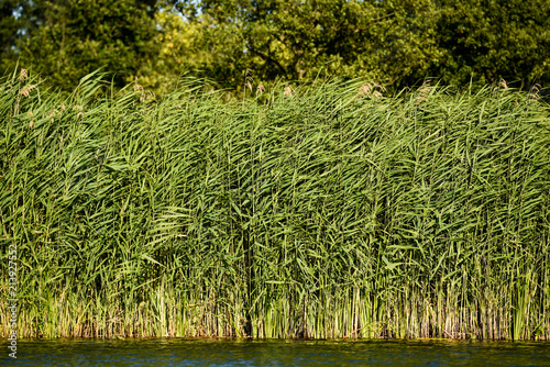 Reed growing on the river, summer in Poland.