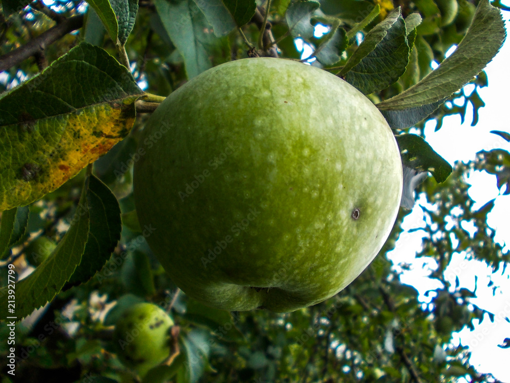 Fresh green apples on the tree. Apples on the branch. Fresh green apples on the tree. Apples on the branch.