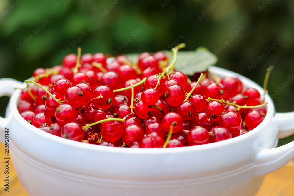 Fresh harvested juicy red currant in white bowl close-up outdoors with green bush at background. GMO free natural raw antioxidant food concept. Selective focus Fresh harvested juicy red currant in white bowl close-up outdoors with green bush at background. GMO free natural raw antioxidant food concept. Selective focus