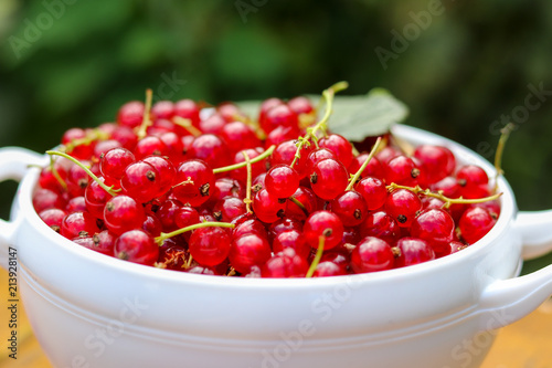 Fresh harvested juicy red currant in white bowl close-up outdoors with green bush at background. GMO free natural raw antioxidant food concept. Selective focus