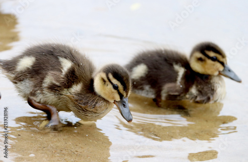 Duck with ducklings on the shore of the Damansky  island of Yaroslavl photo