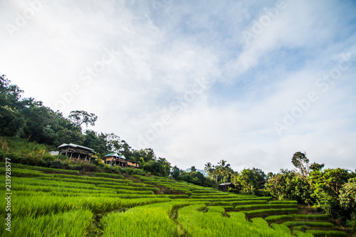 Pa Pong Piang Rice Terraces