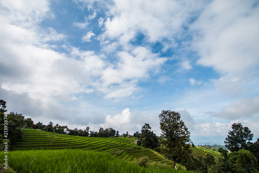 Naklejka premium morning Pa Pong Piang Rice Terraces